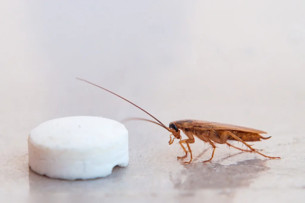 Cockroach Baits