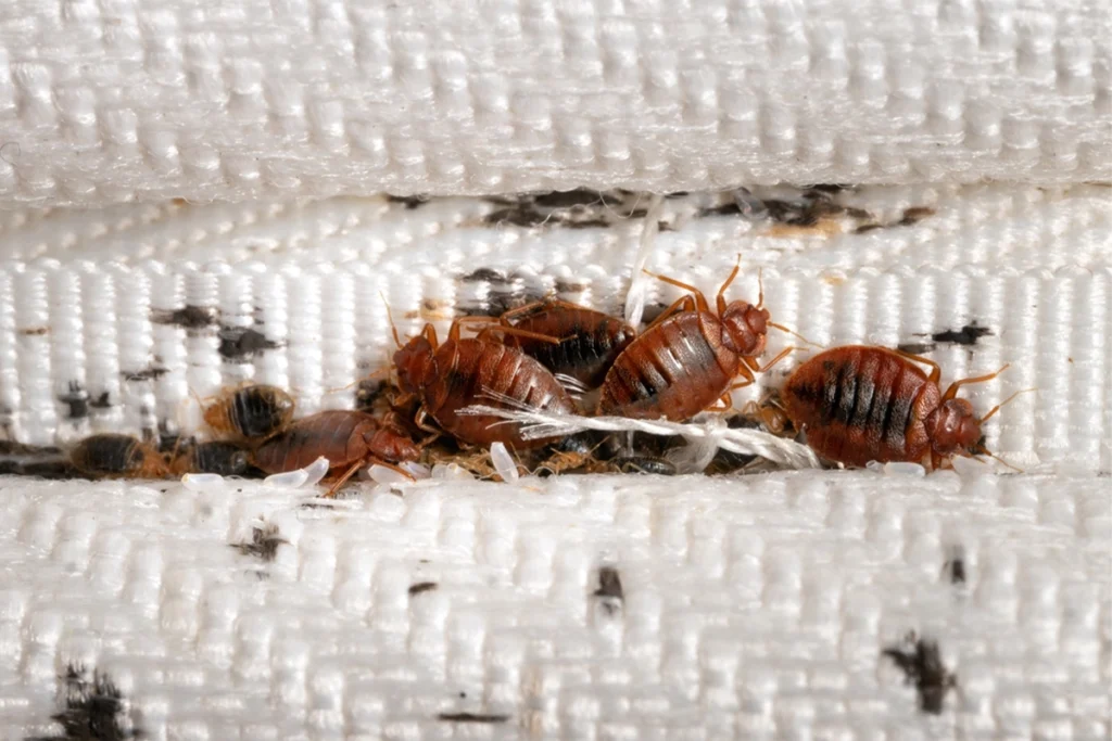 Identifying Bed Bugs in your Mattress