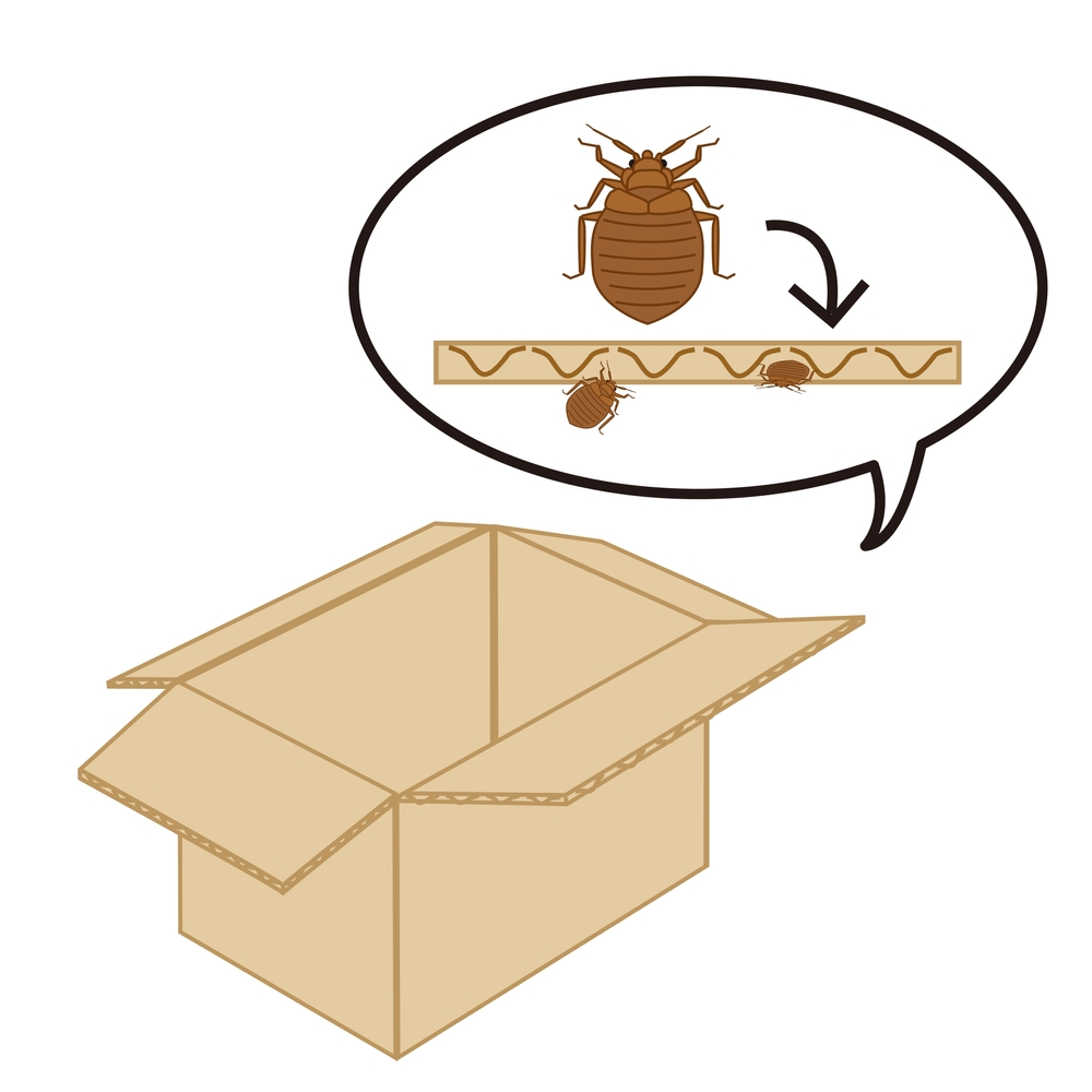 bed bugs with box Springs