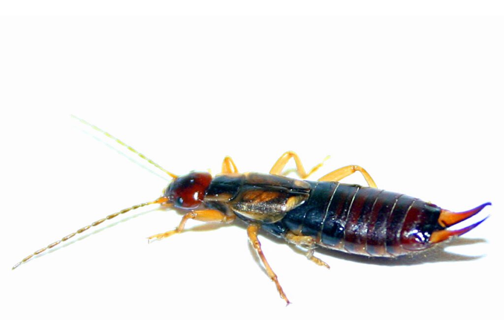 closeup earwig
