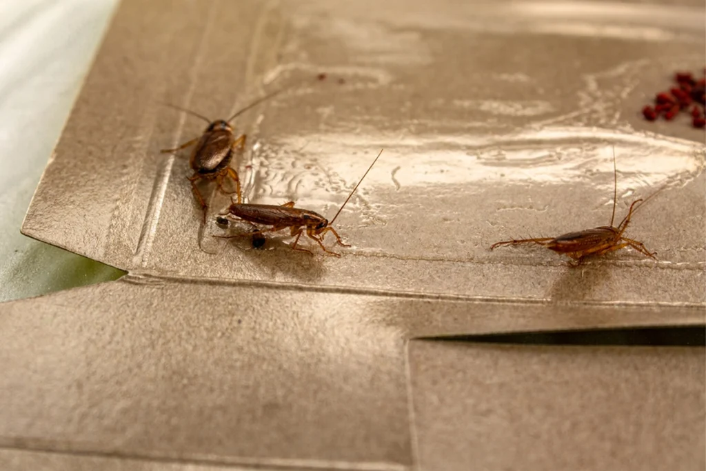 cockroaches glue trap