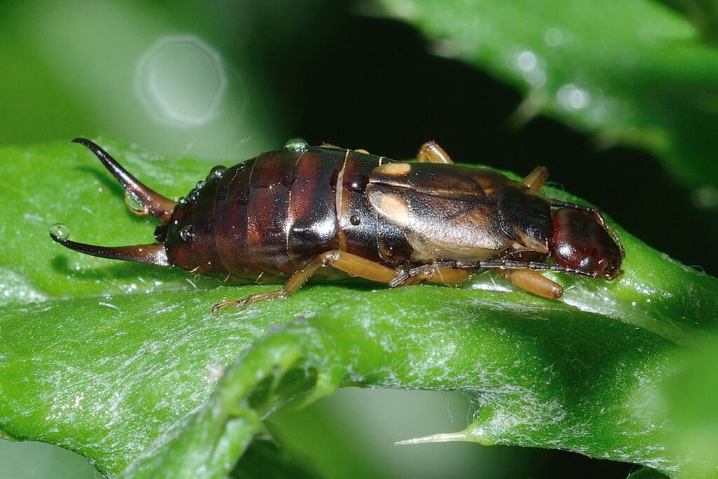 pictures of earwigs