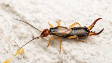 how to get rid of earwigs in house