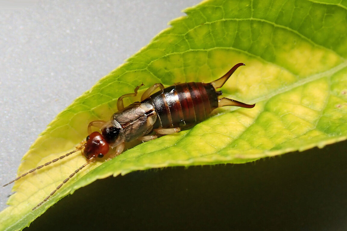 earwig on a leaf