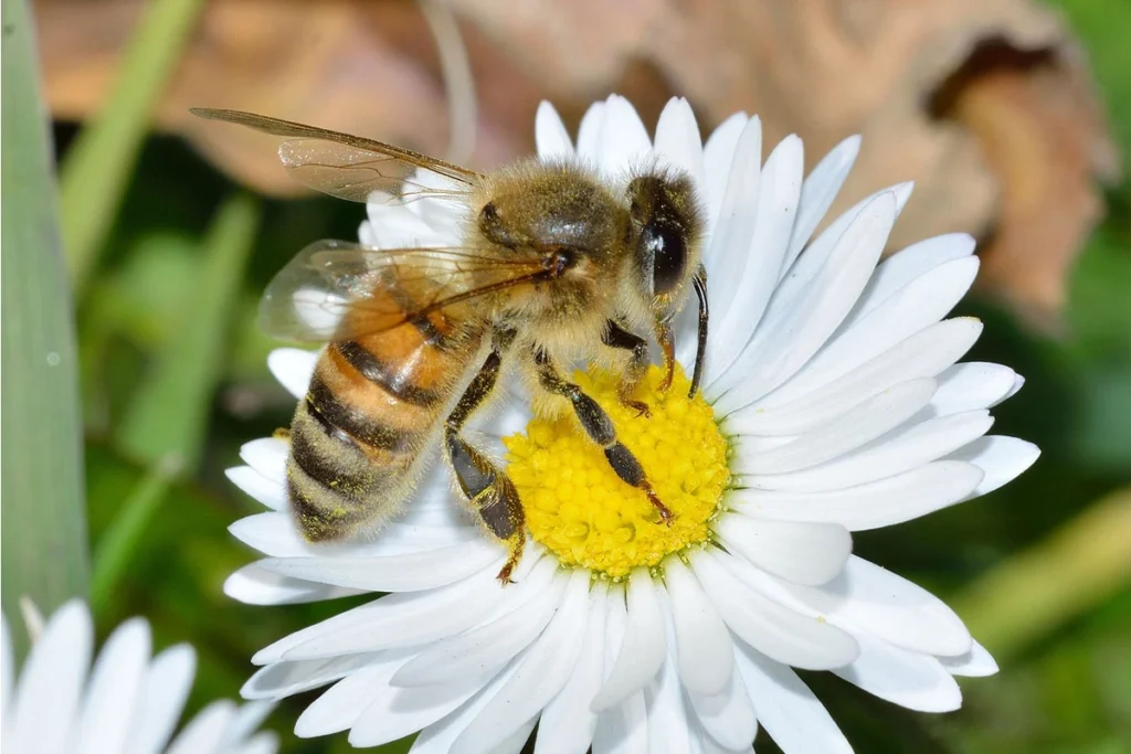 Bees beneficial garden insects
