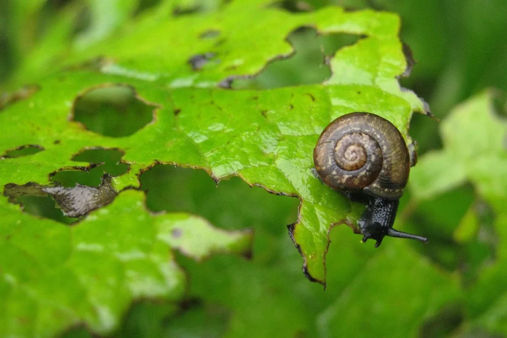 Common Garden Pests