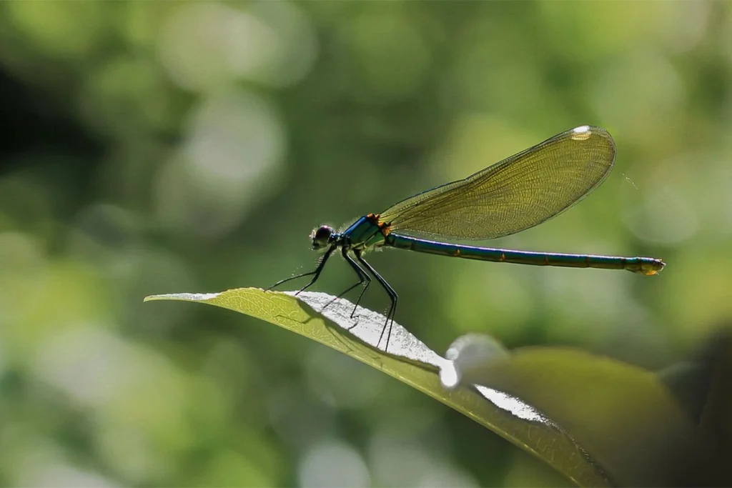 Dragonflies beneficial garden insects