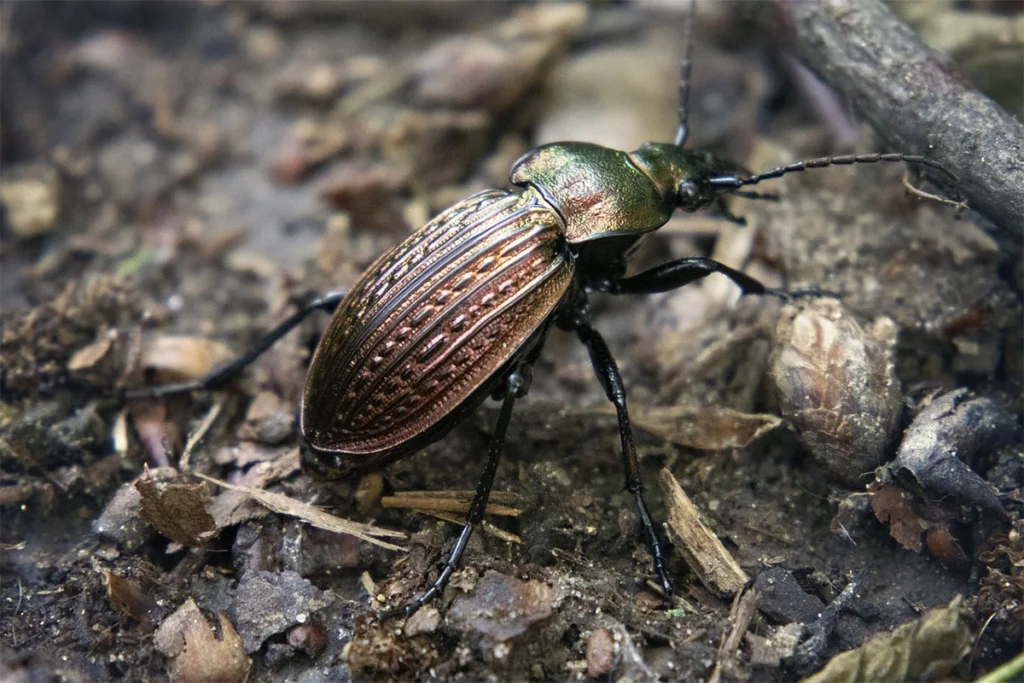 Ground Beetles beneficial garden insects