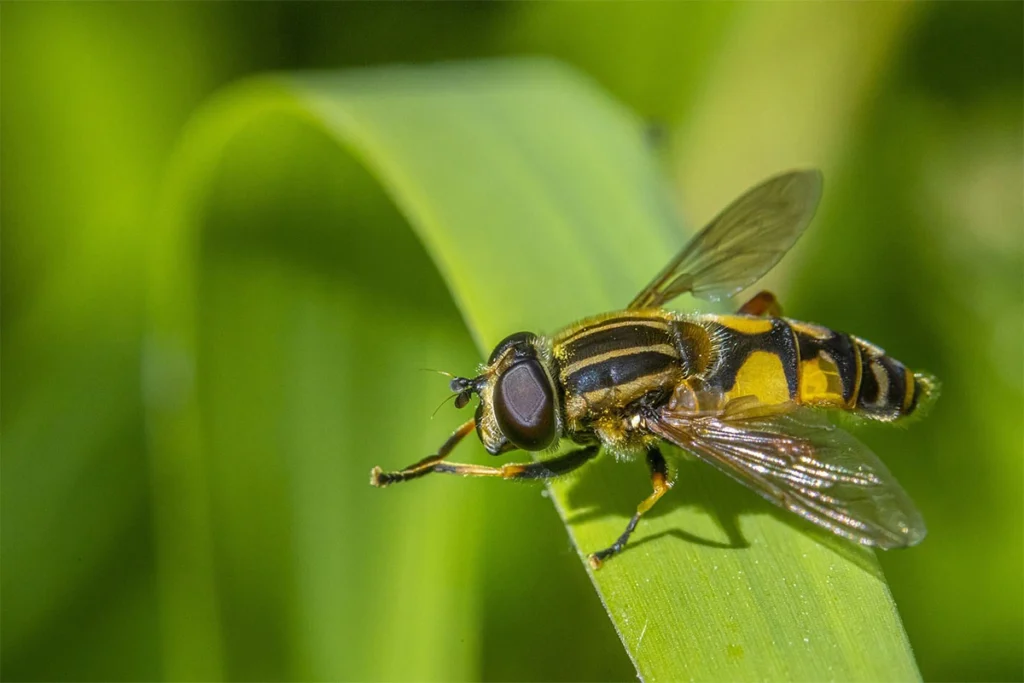 Hoverflies beneficial garden insects