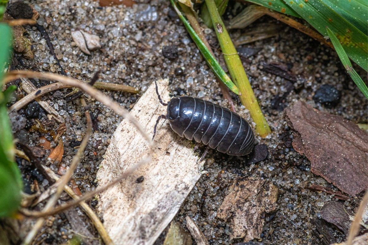 How To Get Rid Of Rolly Pollies