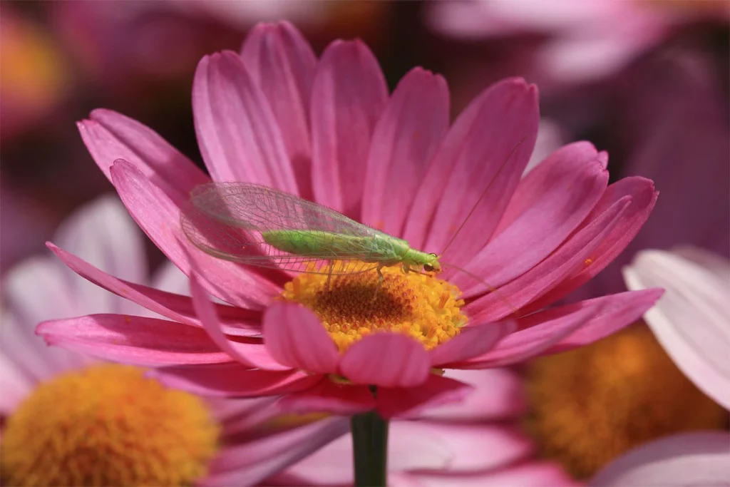 Lacewings beneficial garden insects