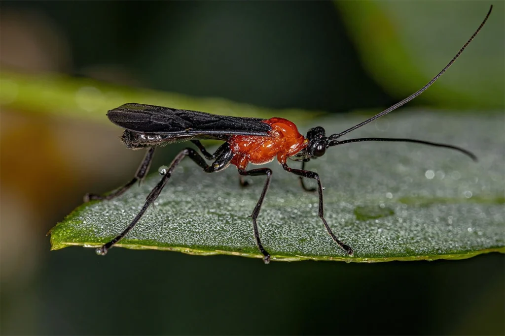 Parasitic Wasps beneficial garden insects