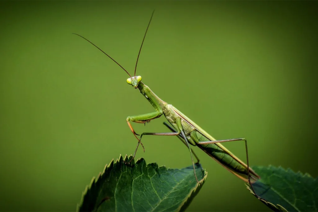 Praying Mantises beneficial garden insects