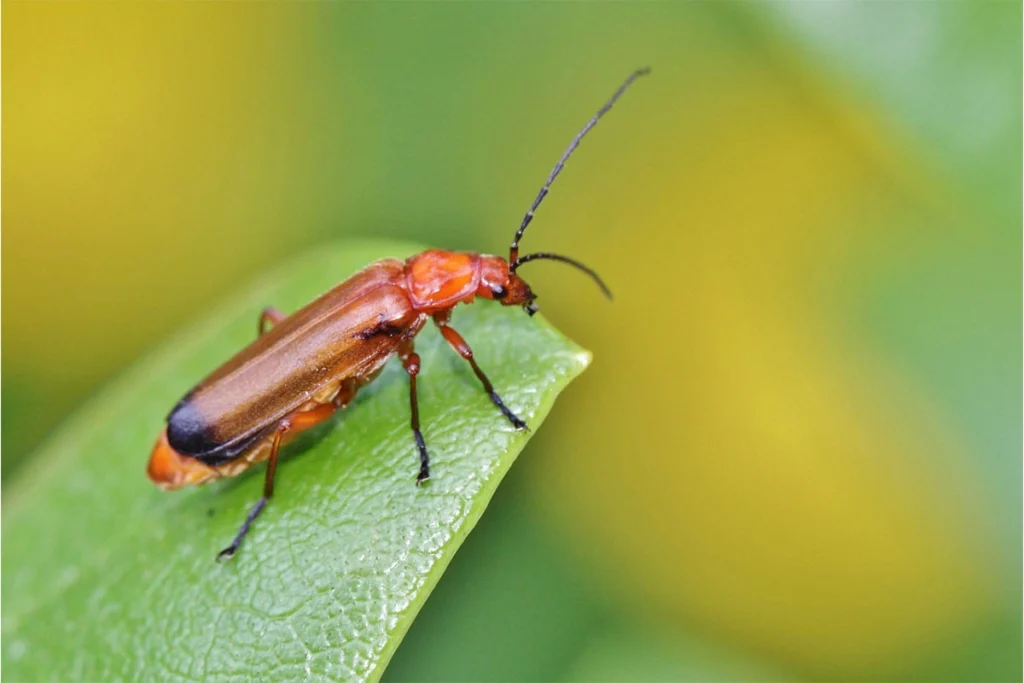 Soldier Beetles beneficial garden insects