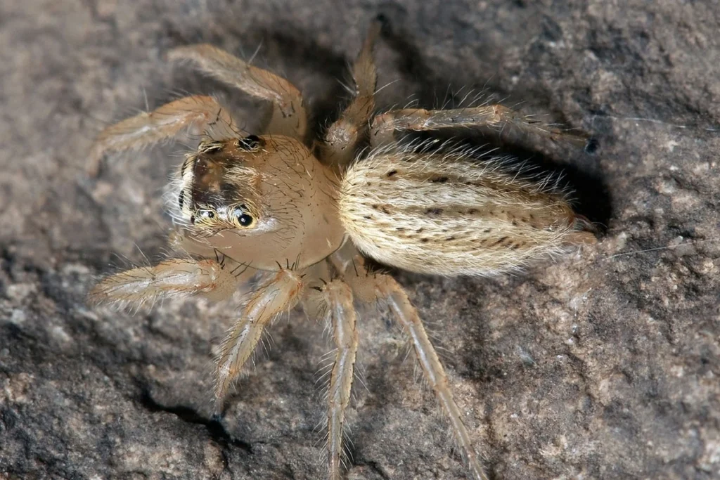 Spiders beneficial garden insects