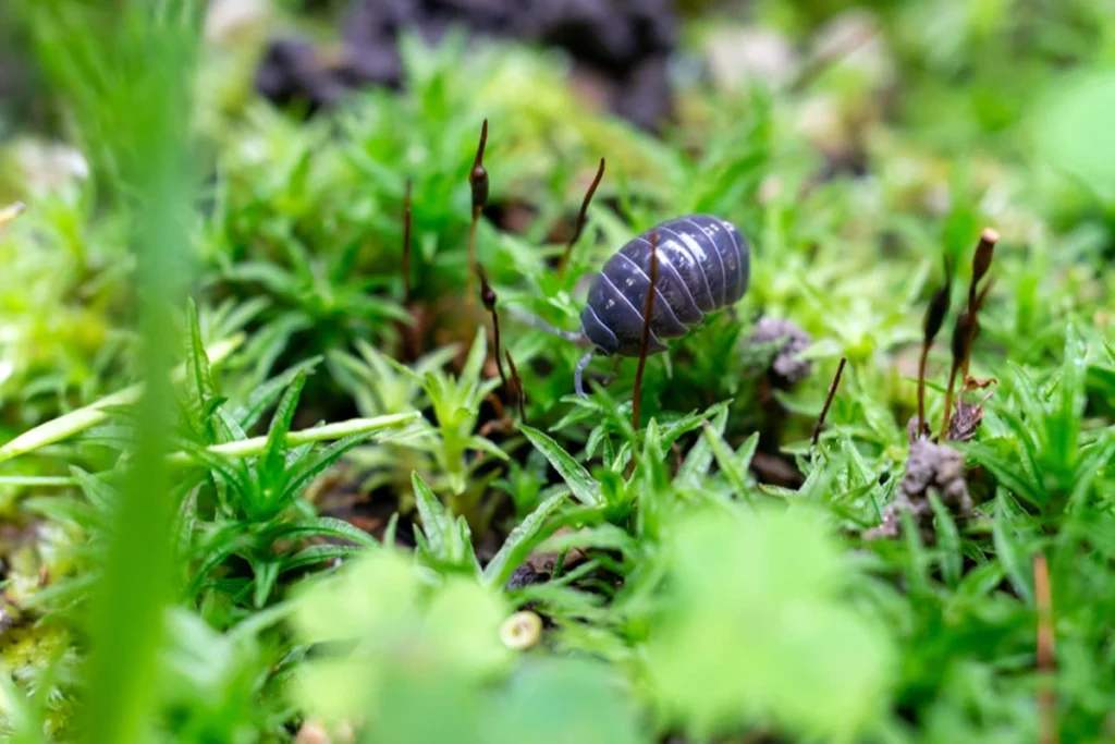 What Are Rolly Pollies