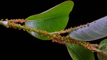 garden Pest Control Methods