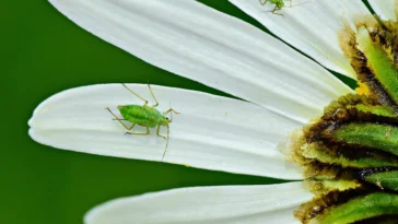 how to get rid of aphids