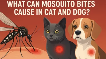 What can mosquto bites cause in cat and dog