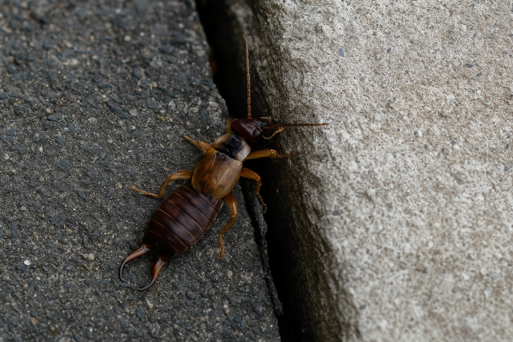 Earwigs Can Be a Sign of Cracks or Gaps in Your Home