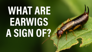 What are earwigs a sign of