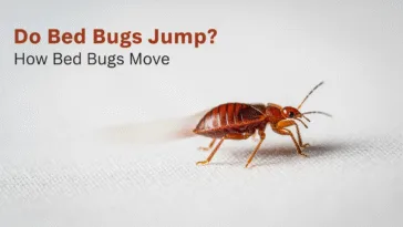 Do Bed Bugs Jump? How Bed Bugs Move