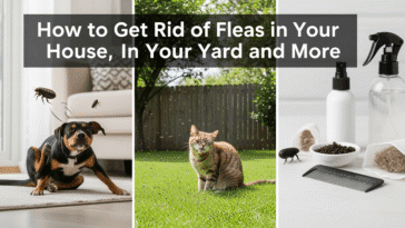 How to Get Rid of Fleas in Your House, in Your Yard, and More